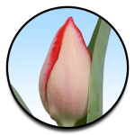 Tulipa Ariella