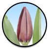 Tulipa Bigi Brasa