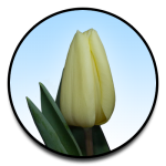 Tulipa Creme Fraiche