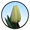 Tulipa Creme Fraiché