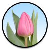 Tulipa Molto Amata