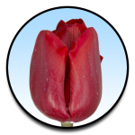 Tulipa Peu de Feu