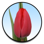 Tulipa Red Model