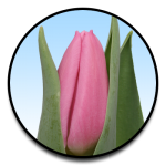 Tulipa Sirikit