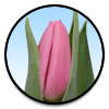 Tulipa Sirikit