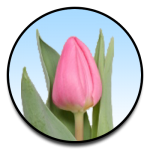 Tulipa Molto Amata