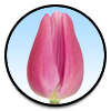 Tulipa Sweet Telle