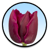 Tulipa Tonga