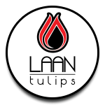 Laan Tulips Laan Tulips Veredeling