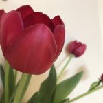 Tulipa Bigi Brasa ®