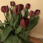 Tulipa Bigi Brasa ®