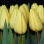 Tulipa Crème Fraîche ®