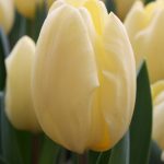 Tulipa Crème Fraîche ®