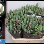 Tulipa Bigi Brasa ® Veiling