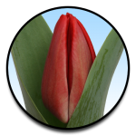 Tulipa Ilja Gort