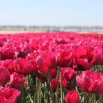 Tulipa Tonga Field ®