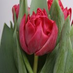 Tulipa Tonga ®