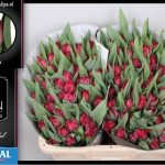 Tulipa Tonga ®