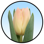 Tulipa Tonga