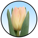Tulipa Chica Dura medium Tulipa Tonga
