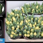 Tulipa Crème Fraîche ®