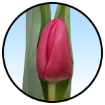 Tulipa Galibier