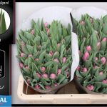 Tulipa Sirikit ®