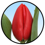 Tulipa Socrates